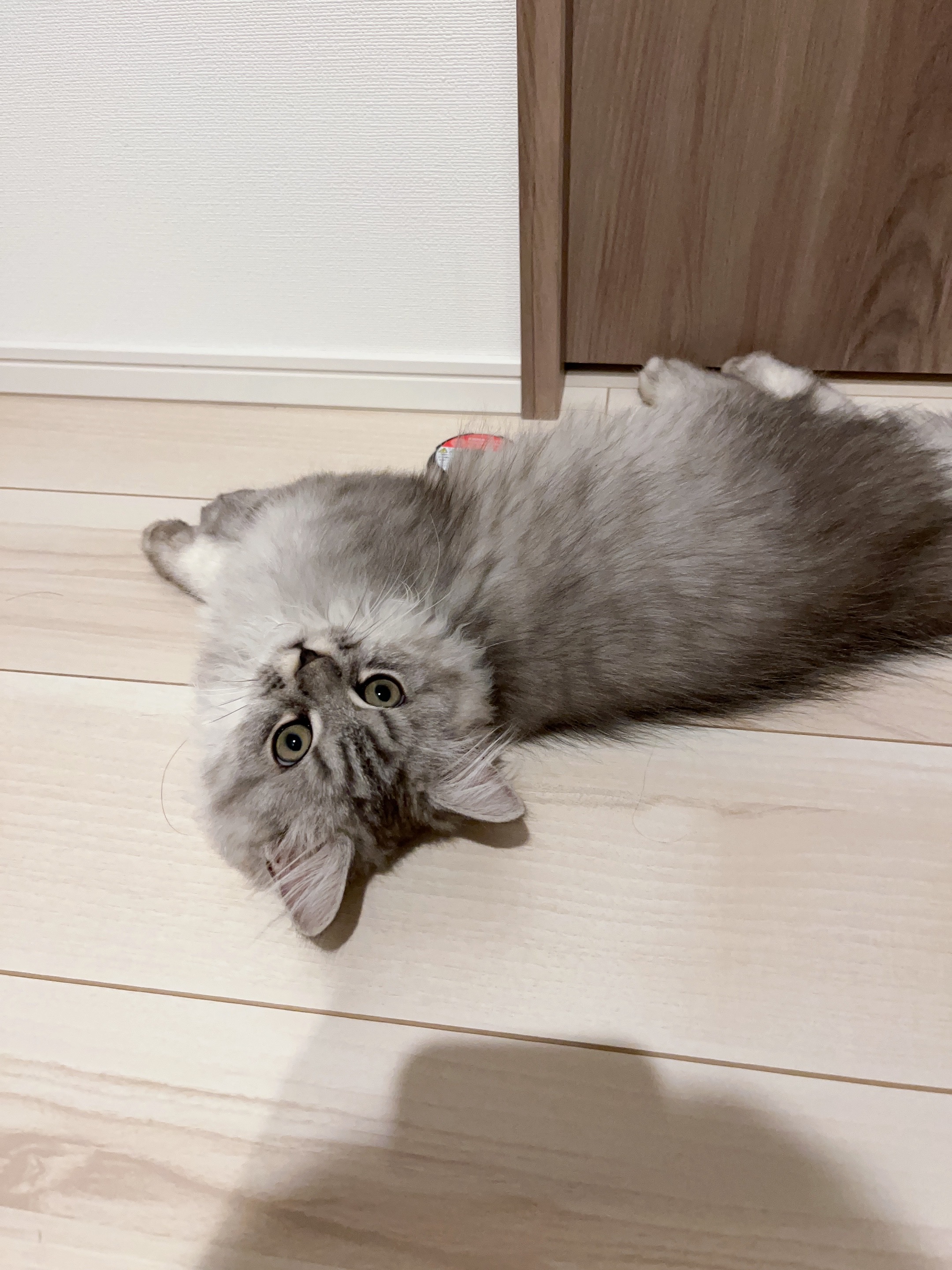 アッシュ - 子猫