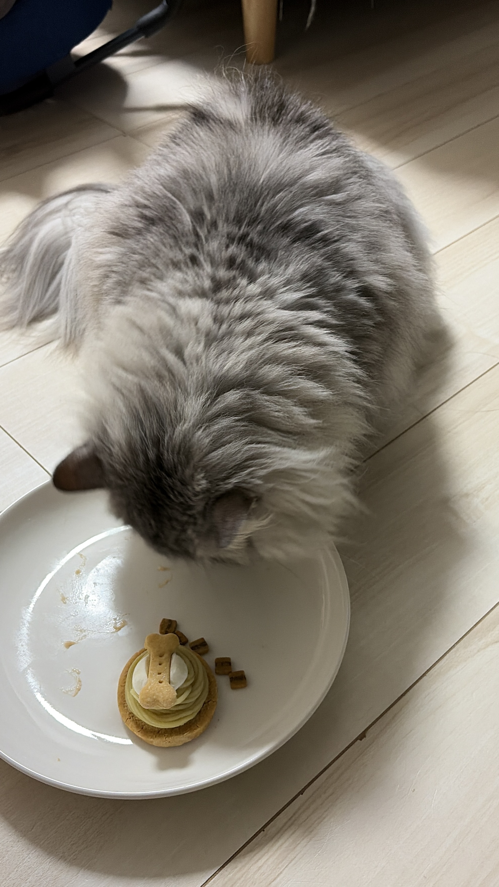 アッシュ - ごはんタイム