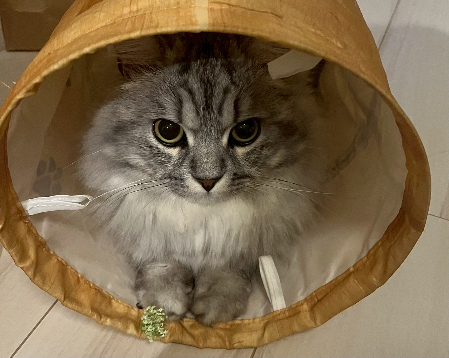 アッシュ - 美しい瞳