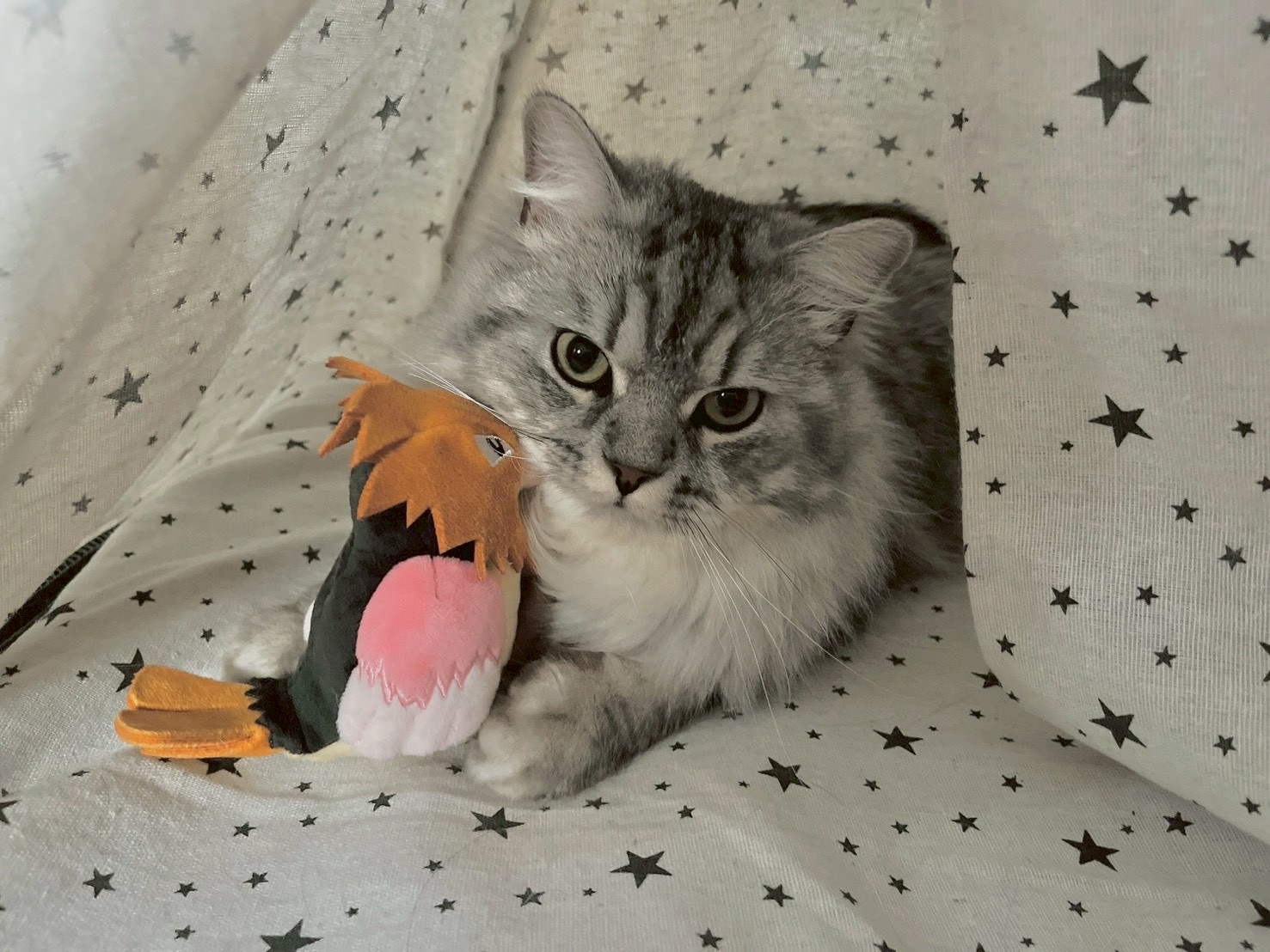 アッシュ - ぬいぐるみ抱っこ