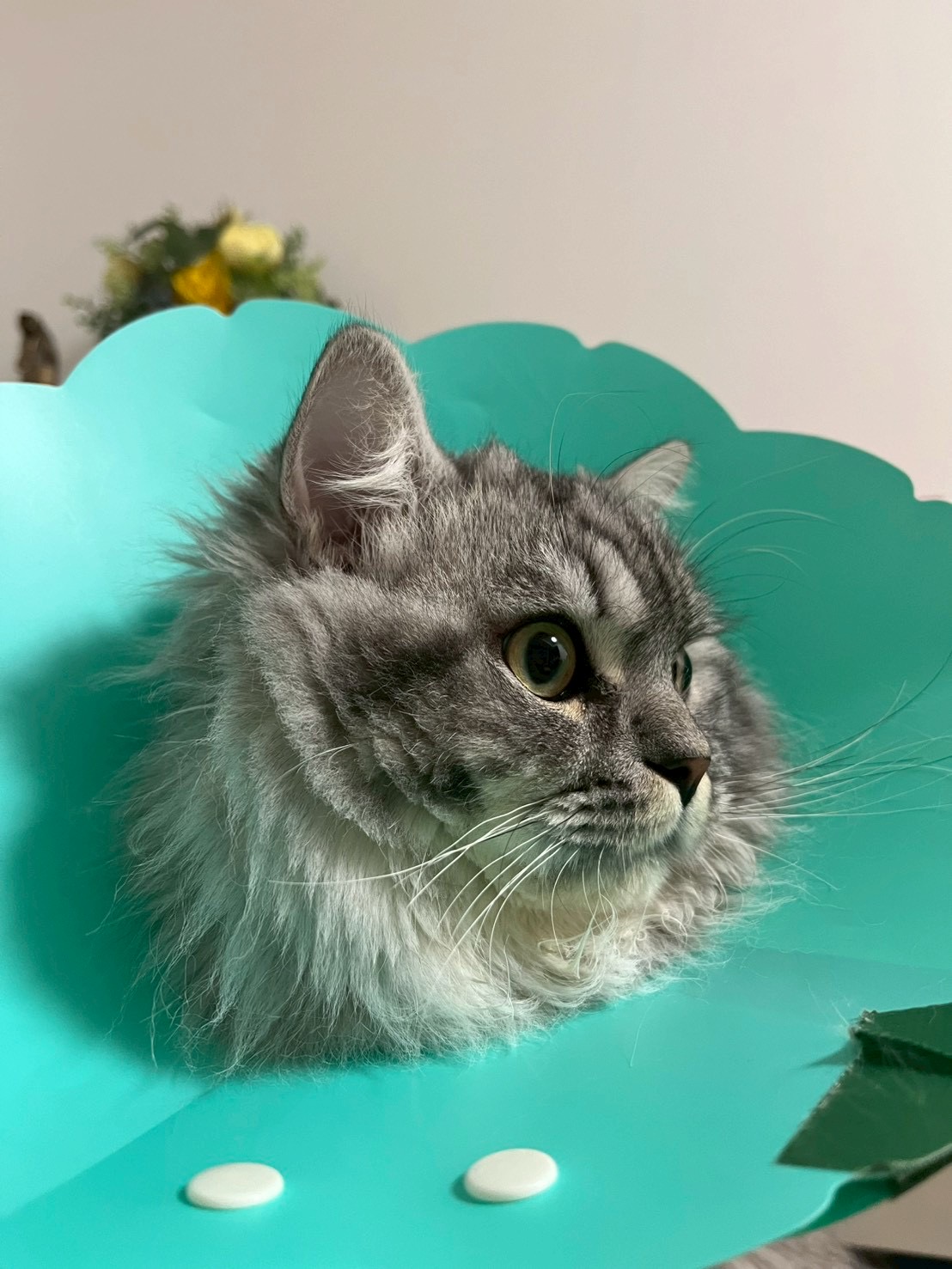 アッシュ - 子猫時代