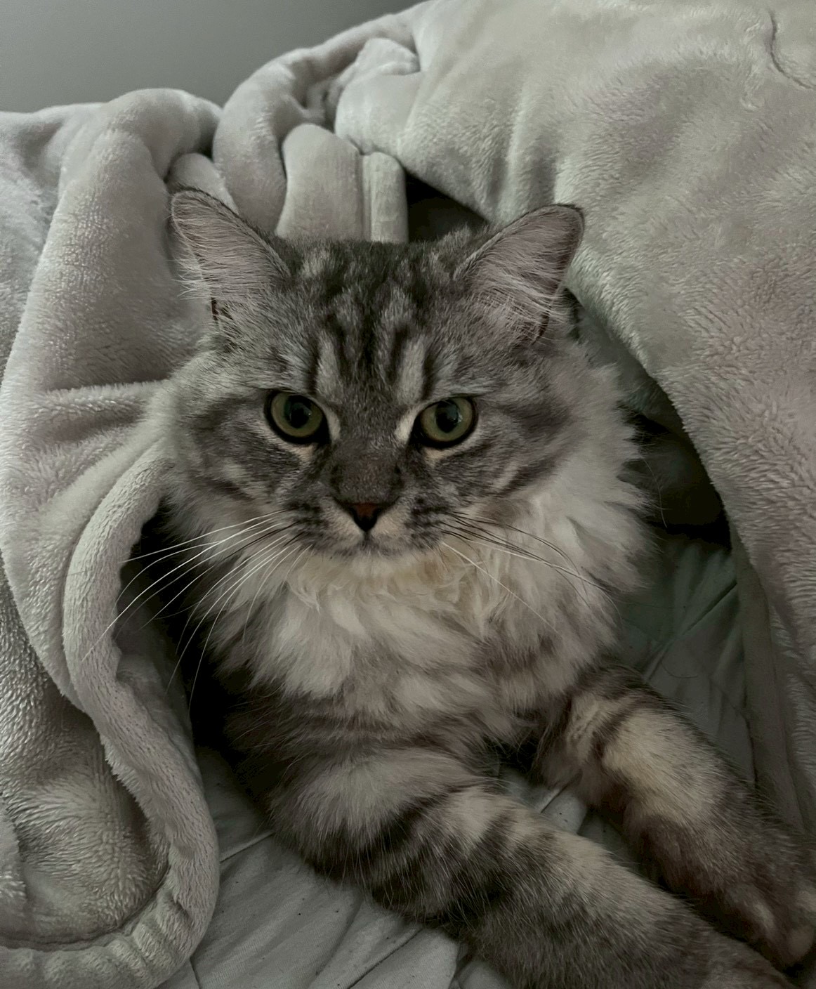 アッシュ - くつろぎ