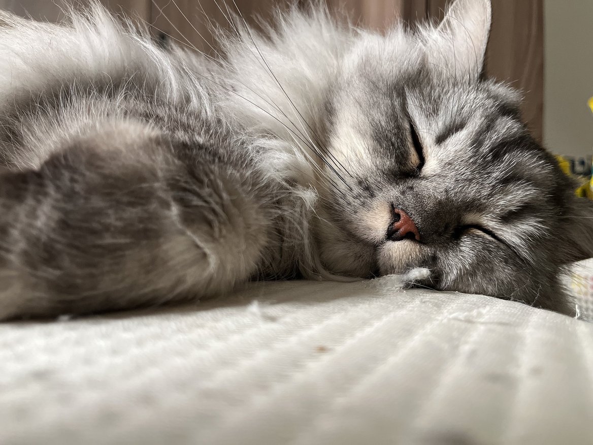 アッシュ - ごろん